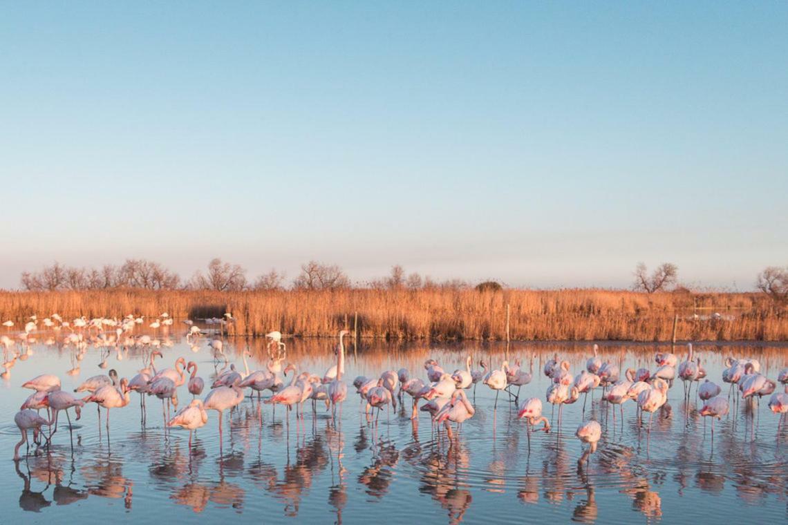 Hotel Le Neptune En Camargue Saintes-Maries-de-la-Mer Bagian luar foto